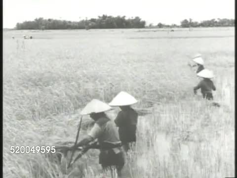 1946: AGRICULTURE: CHINA: WS Water wheel turning, male legs on top walking & turning wheel (irrigation). VS Various Chinese farmers picking crops in field (wheat), carrying bundles, smashing bundles against pot, stepping on grain pounder.